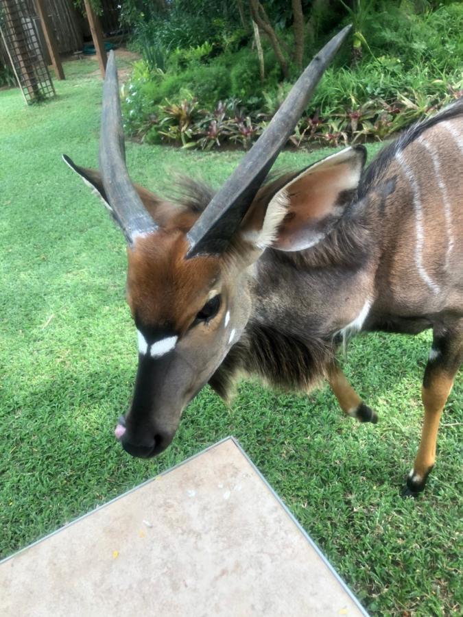 Jock Of The Bushveld Hotel Barberton Ngoại thất bức ảnh